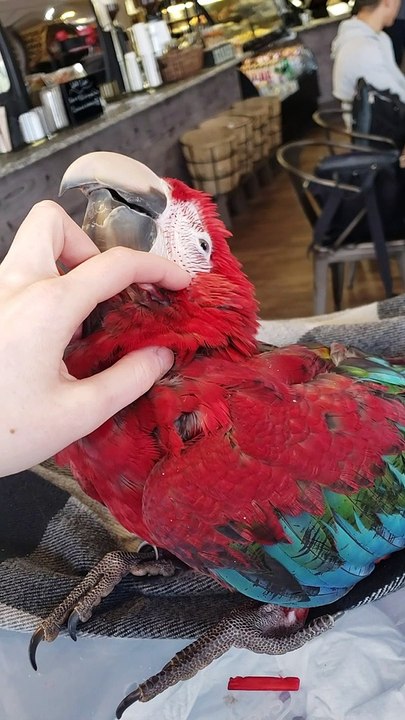 Parrot in Coffee Shop