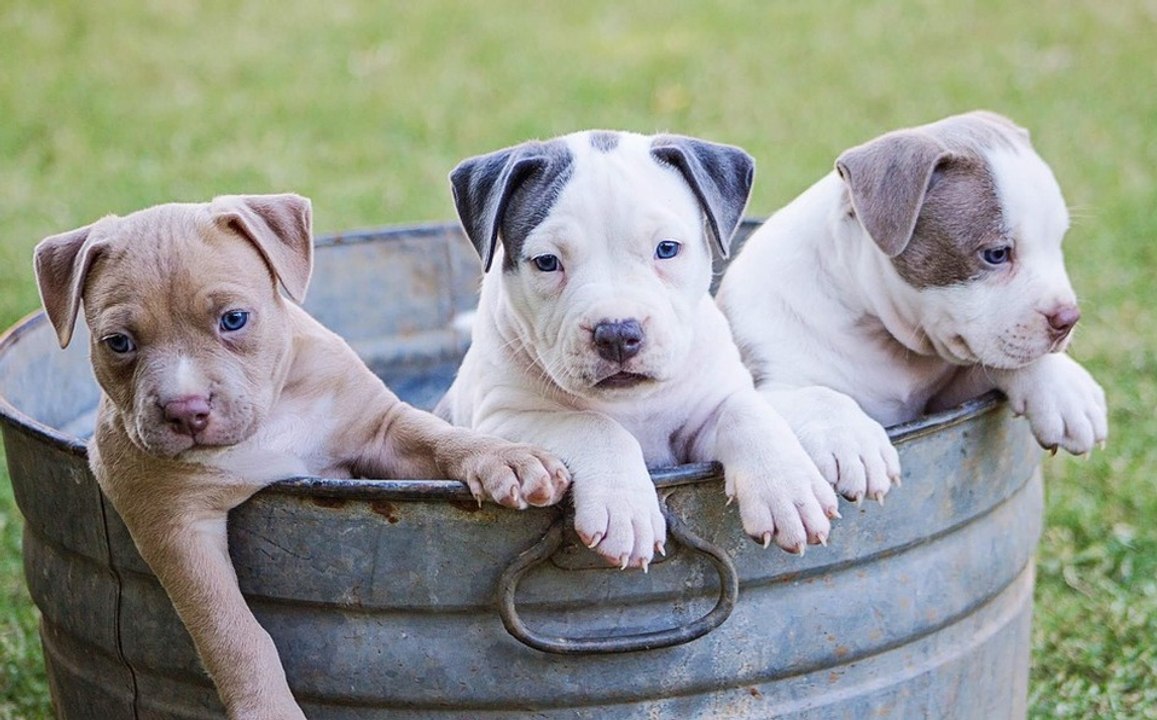 Así salvan estos bomberos a unos cachorros de una tienda de mascotas incenidada