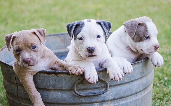 Así salvan estos bomberos a unos cachorros de una tienda de mascotas incenidada