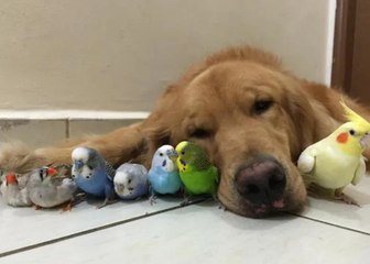 El cachorro de perro y el periquito; dos grandes amigos...