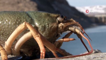 Baraj gölünü tatlı su kerevitleri istila etti