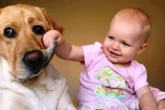 Mascotas y bebés: ventajas y riesgos de la convivencia en casa