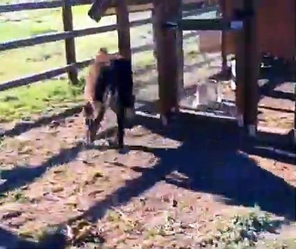 Burradas de verdad...