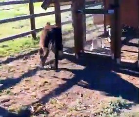 Burradas de verdad...