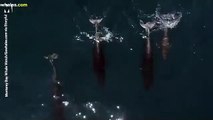 Este dron capta a 15 delfines jugando con dos ballenas jorobadas en California