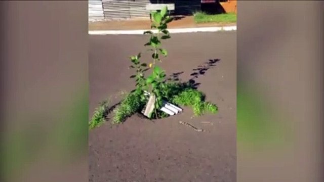 Buraco é sinalizado com galhos de árvore na Região do Colmeia