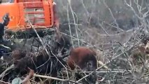 Este orangután ataca a una excavadora ilegal que amenaza su hábitat en Borneo