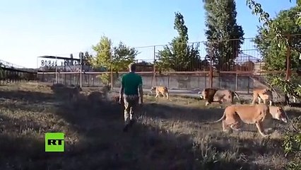 Cuidador de zoo dispersa a un grupo de 7 leones 'armado' con una chancla apestosa