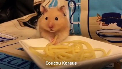 El hamster que flipa con los espaguetis...