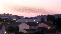 Le vol magique des étourneaux - Narbonne le 9 dec 19.MOV-