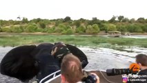 Este elefante con muy mala leche arremete contra un bote de unos turistas durante un safari