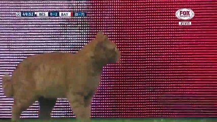 Este gato 'invade' el campo durante partido de fútbol y multan a los organizadores con 40.000 dólares