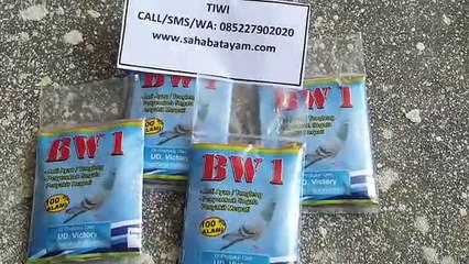 WA O852279O2O2O berkhasiat jamu alami burung dara kolongan bandung