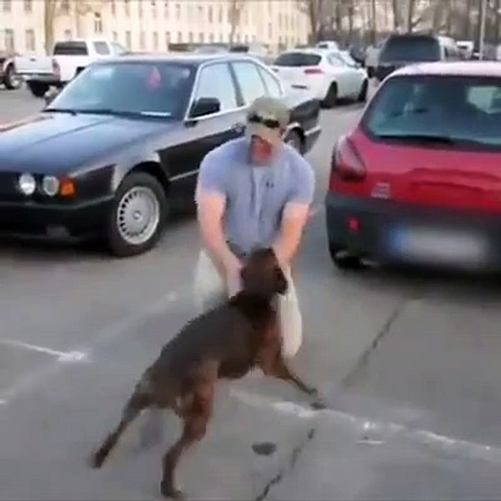 Así reciben los perros a sus dueños soldados después de mucho tiempo sin verles