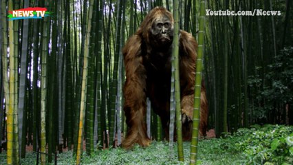 Lời giải quá choáng về sự tồn tại của quái vật Bigfoot