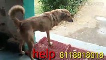 It has 3 legs ||| help me sir || animal lover || pets zoo || street dog need help by desi call