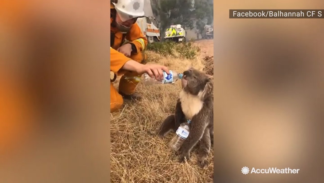 Thirsty koala bottle-fed by firefighter