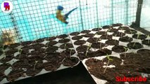 How to grow tometo plants. tamatar k podhe ko kis trha se rhak rahkav karna hai.
