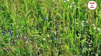 गेहूं में खरपतवार नियंत्रण  Gehu