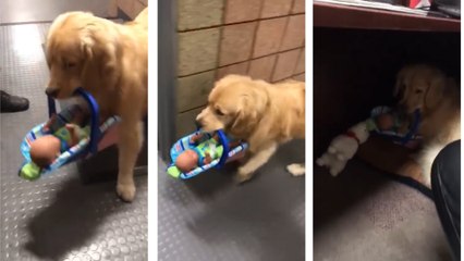 பொம்மைகளை திருடி விளையாடிய நாய்