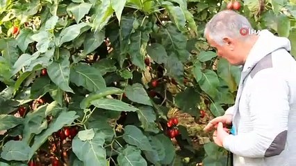 Ağaç domatesi 'Tamarillo' Rize'yi sevdi