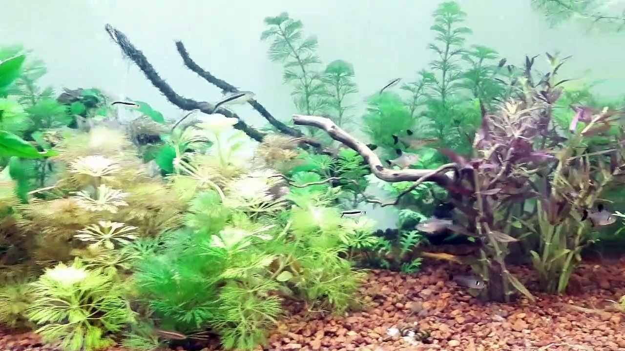 TETRA FISH VERIETY AT ROYAL AQUARIUM GLASS TETRAS ( RPW)