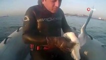 Hayvan SOS: Gagasına olta takılan martı dalgıçlar tarafından kurtarıldı
