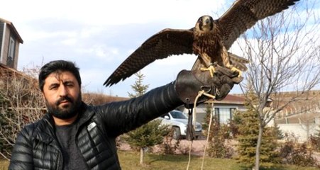 Bir otomobil parasına aldığı doğanı bakanlık izni ile Türkiye'ye getirdi