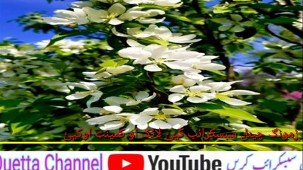 Drumi Janan || Beautiful pashto kalaam by Asmat ullah jarar || Quetta Channel