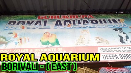 FISHES AT ROYAL AQUARIUM FISH PRICE SANIGAL , CRAY FISH  ETC.( RPW)