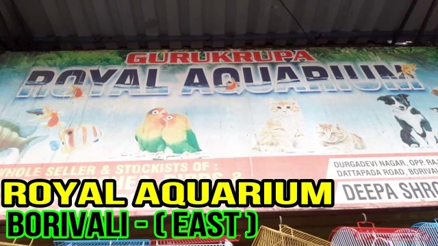FISHES AT ROYAL AQUARIUM FISH PRICE SANIGAL , CRAY FISH ETC.( RPW)