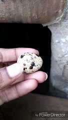 Ckicken_hatched_quail_eggs(1)_HD