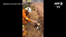 Australian firefighter gives water to koala