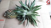 How To Grow Pineapples At Home