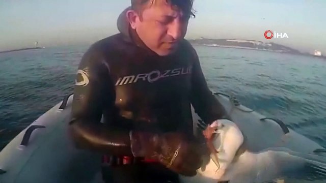 Gagasına Olta Takılan Martıyı Dalgıçlar Böyle Kurtardı
