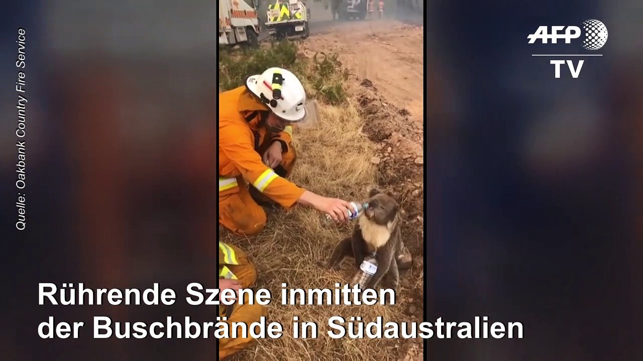 Feuerwehrmann gibt durstigem Koala Wasser