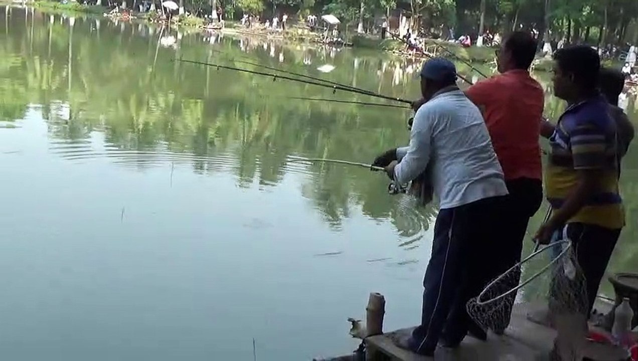 amazing fish videos
