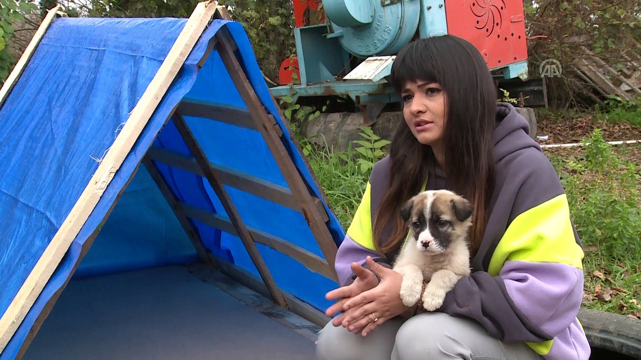 Atik Tahtalarla Sahipsiz Hayvanlari Sicak Yuvaya Kavusturuyorlar Ordu Dailymotion Video