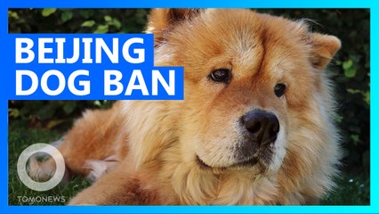 Beijing bans medium and large dog breeds