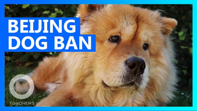 Beijing bans medium and large dog breeds