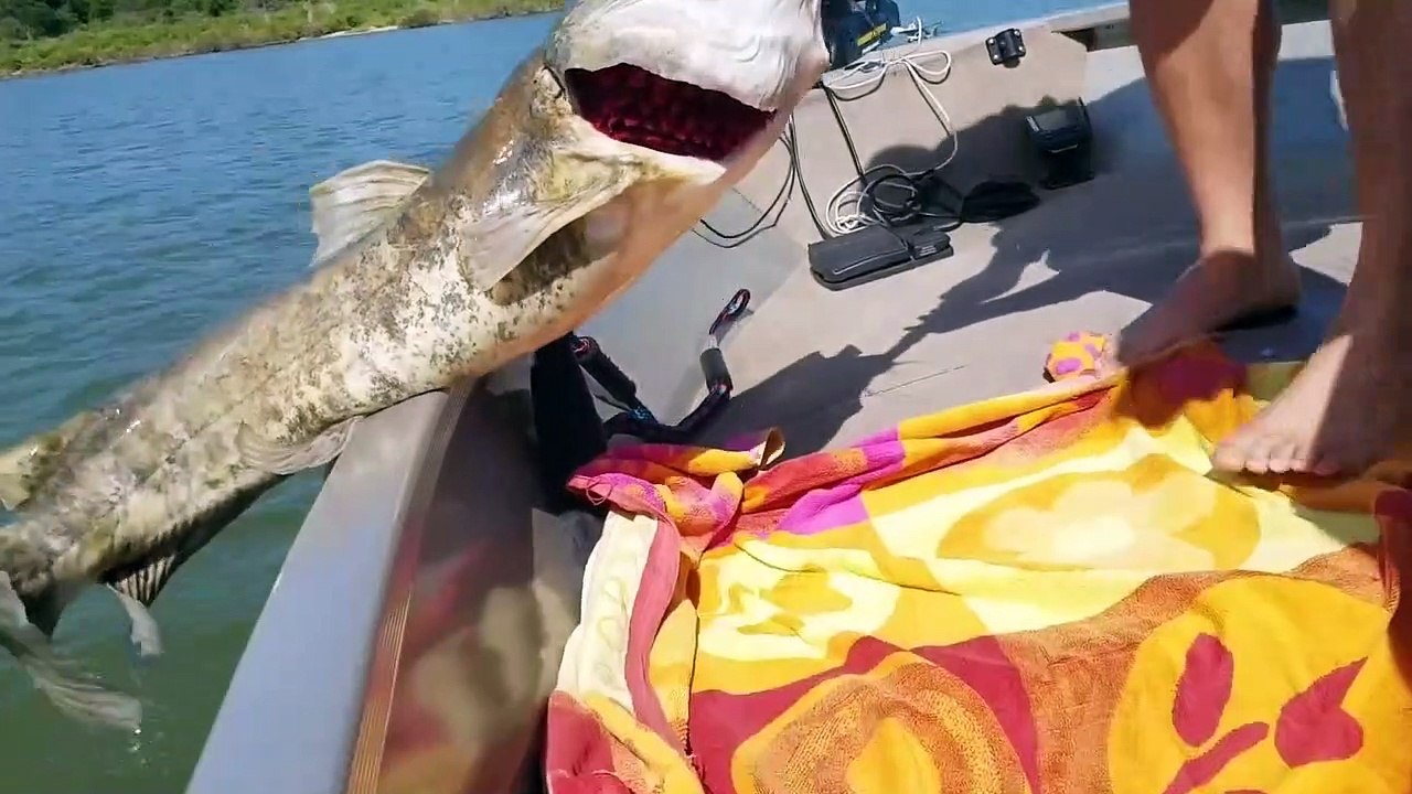 Ce poisson a eu les yeux plus gros que le ventre et se retrouve avec une tortue coincée dans la gueule