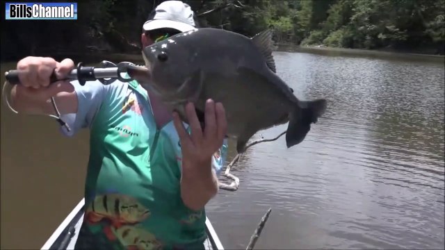 Regardez ce qui se trouve dans les eaux sombres du fleuve amazone au Brésil