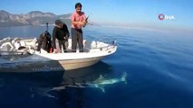 Antalya’da dev köpek balığı oltaya geldi
