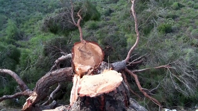 Ormanlık alanda ağaçların kesilmesine ilişkin bir şüpheli hakkında işlem yapıldı - MERSİN