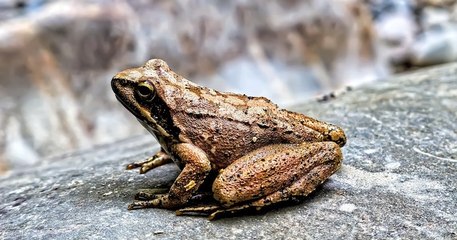 Côtes d'Armor : une route départementale fermée jusqu'en mars pour laisser traverser les grenouilles