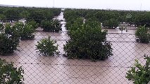 Adana'da tarım arazileri yağmur sularının altında kaldı