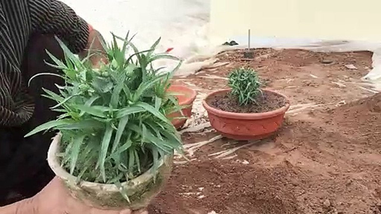 carnation plants repotting
