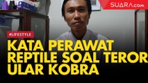 Heboh Teror Ular Kobra, Perawat Reptil: Sekarang Memang Musim Bertelur