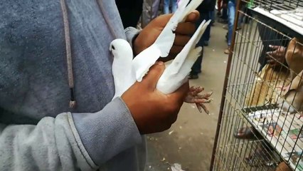 Low prices best pigeons in mirpur hat Dhaka20/12/19