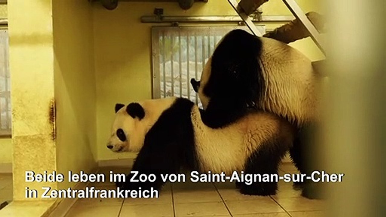 Trotz Sex kein Nachwuchs bei französischen Pandas